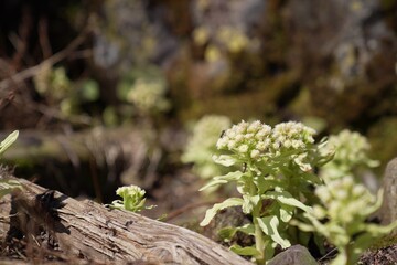 高山の花
