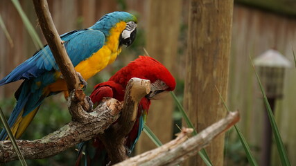 Red and green macaw.