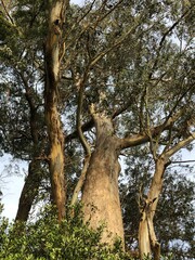 Fototapeta premium tree in the park