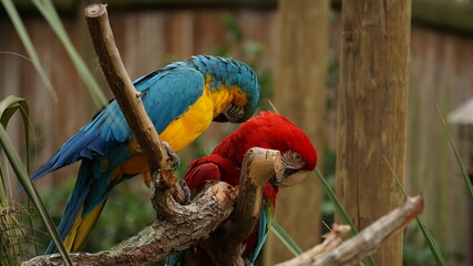 Red and yellow macaw. © Pradip