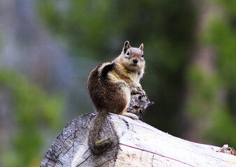 Wildlife Found in Colorado Mountains