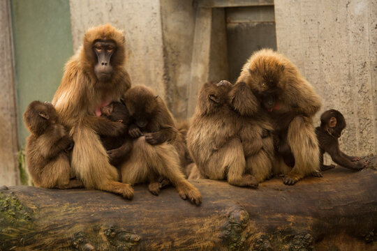 Gelada Baboon. (Theropithecus Gelada).