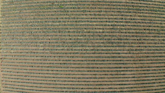 Aerial shot of pattern on Agave tequilana field during sunny day, drone flying forward over farm