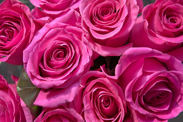 pink roses close-up. bright floral background. flower heads form a pattern