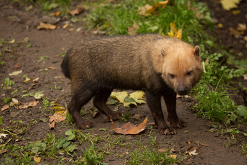  Bush dog (Speothos venaticus).