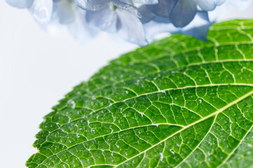 水滴がきらめくアジサイの葉
