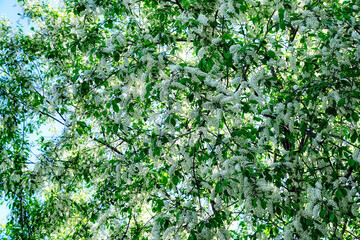 Fototapeta na wymiar blooming bird cherry tree. Delicate white flowers. Spring flower background