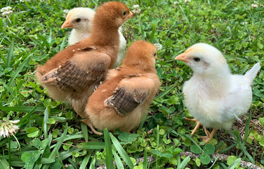 Chicks in grass