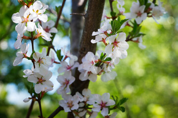 Branches of a blossoming garden cherry. Tender pink flowers close-up on a blurred green background. Selective focus