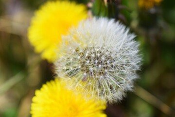 An enlarged image of the dandelion fluff.