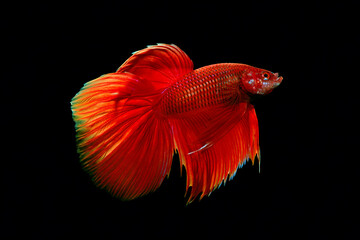 Fototapeta premium ショーベタ レッド