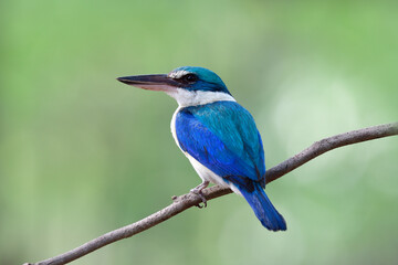 Beautiful white and white with large bills bird sitting on thin branch over fine blue green background