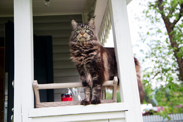 A beautiful Maine Coon cat lies on a wooden railing. Horizontal. Vertical.