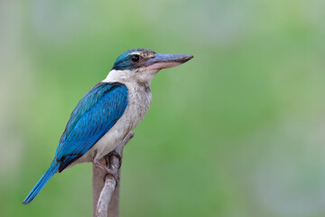 Blue and white bird with sloven feathers
