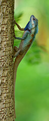 Blue Crested Lizard (Calotes mystaceus) color changable reptile perching on tree, most amazed tropical creature in Thailand