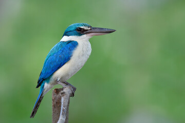 bright blue and turquoise with white belly feathers bird sleepy perching on wooden branch over fine green blur background in mangrove forest