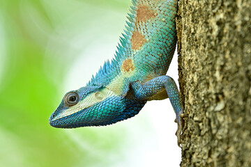 Calotes mystaceus, Indo-Chinese forest lizard is agamid lizard found in China, South Asia and Southeast Asia