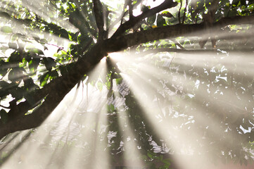 rays of light
