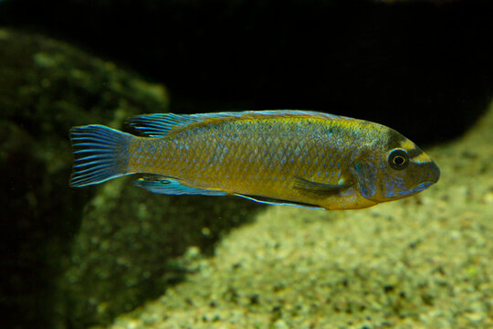  Blue mbuna (Labeotropheus fuelleborni).