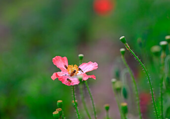 Obraz na płótnie Canvas corn poppy flower,in the garden