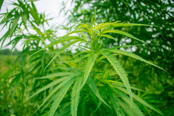 Fototapeta na wymiar Beautiful green cannabis leaves. It is an improved medicinal plant.