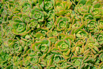 Green Succulent Plants #3