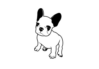 Panda French Bulldog in Black and White Concept.