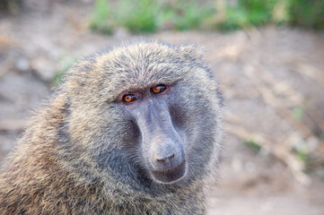 Wild monkey  close up portrait