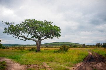 Fototapeta na wymiar tree in the field in Africa