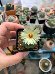 hand with flower