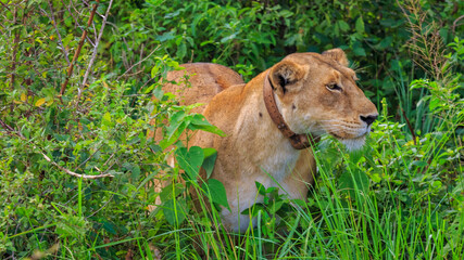 Fototapeta na wymiar Portrait of beautiful, proud, slender lioness with a GPS collar in the wild