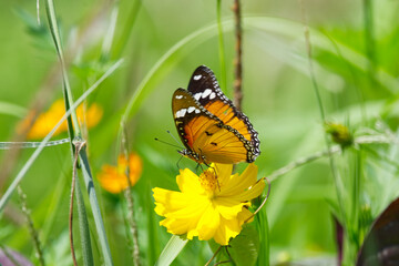 Obraz premium beautiful butterfly is on a yellow flower