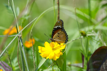beautiful butterfly is on a yellow flower
