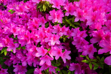 Bush of azalea blooms. Spring time. Pinxter flower. The first spring pink flowers