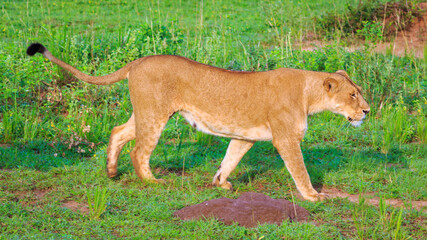Obraz premium side view of mating lioness walking in Murchison Falls National Park