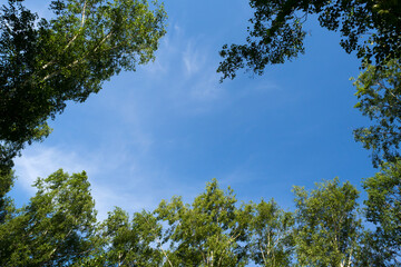 View through the crowns of trees. Natural frame of green foliage against a blue sky. Copy space.