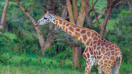 side view portrait of rothschild giraffe on move in the wild