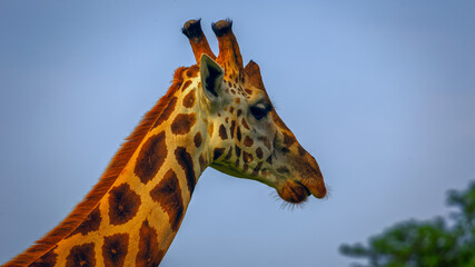 extrem close up of male masai giraffe face and bald tips of the ossicles