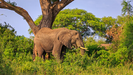 Fototapeta na wymiar portrait of alone wild African bush elephant standing shrubs in Murchison Falls National Park, Uganda