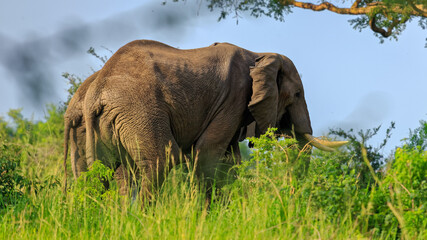 Side view of tails of two gignatic African bush elephant in savannah grassland of Murchison Falls National Park, Uganda