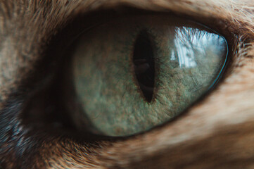 Animal