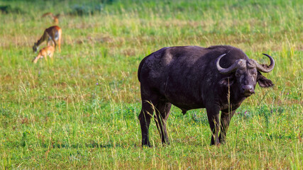 A big, male African or Cape buffalo (Syncerus caffer) looking out across the African plains in Murchison Falls Park. These animals are one of the most dangerous in Africa and have a nasty temper.