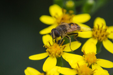 Bee on a yellow flower