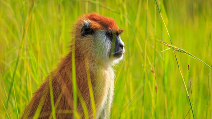 close up portrait of Patas monkey (Erythrocebus patas) against blurred green savannah grass background