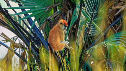 Side view of colorful Patas monkey (erythrocebus patas) looking down, sitting on a palm tree branch