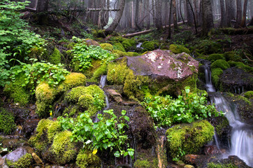 Fototapeta premium stream in the forest