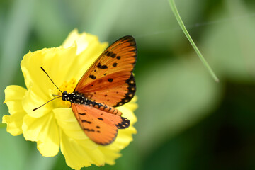 beautiful butterfly is on a yellow flower