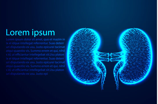 Kidney Human Anatomy. Form Lines And Triangles, Point Connecting Network On Blue Background. Illustration Vector