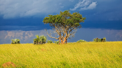 Fototapeta na wymiar beautiful golden light lit acacia tree against a dark blue cloudy sky background. Surrounded by smaller palm trees and lush green grass on highveld in Murchison Falls National Park.