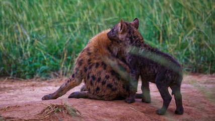 Obraz premium cute Spotted Hyena (Crocuta crocuta) cub watching her mom grooming
